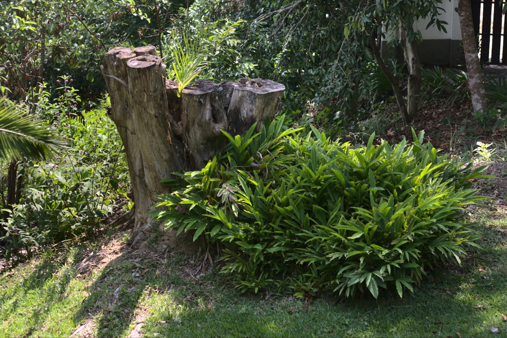 um toco de árvore sentado no meio de um jardim
