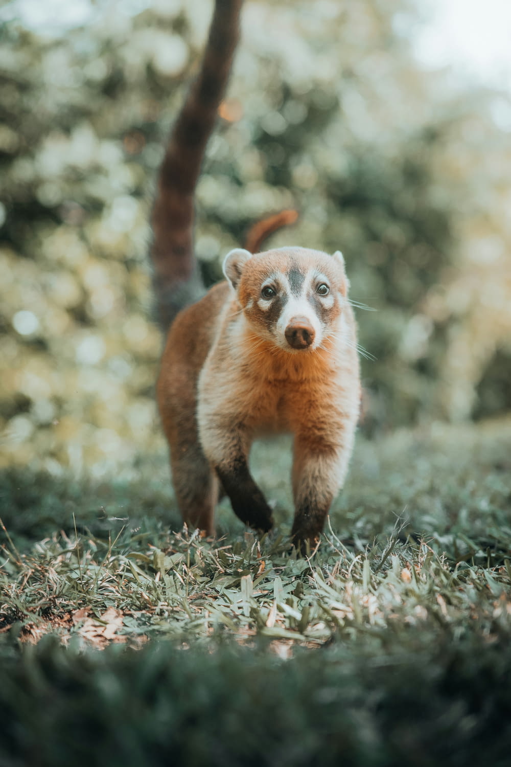 a small animal walking through a lush green forest