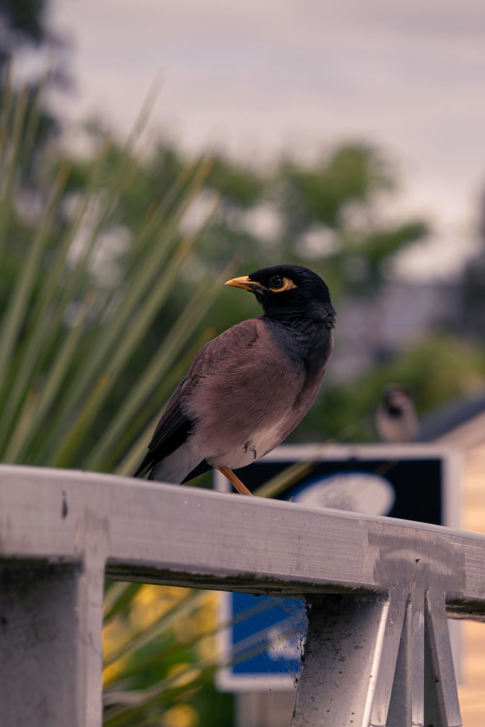 un petit oiseau assis sur un rail métallique