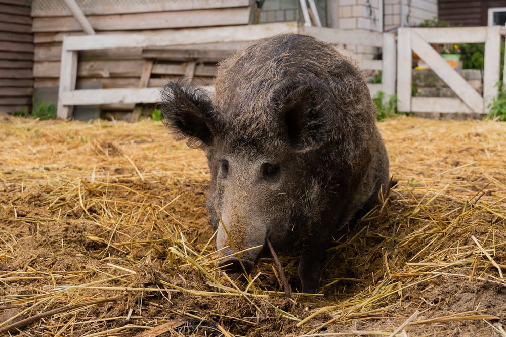 um porco está de pé em uma pilha de feno