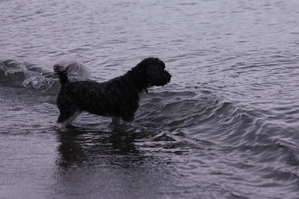 a black dog is standing in the water