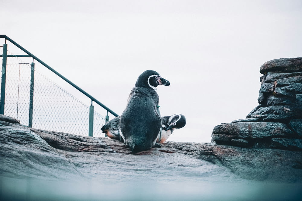 a penguin sitting on top of a rock next to a fence