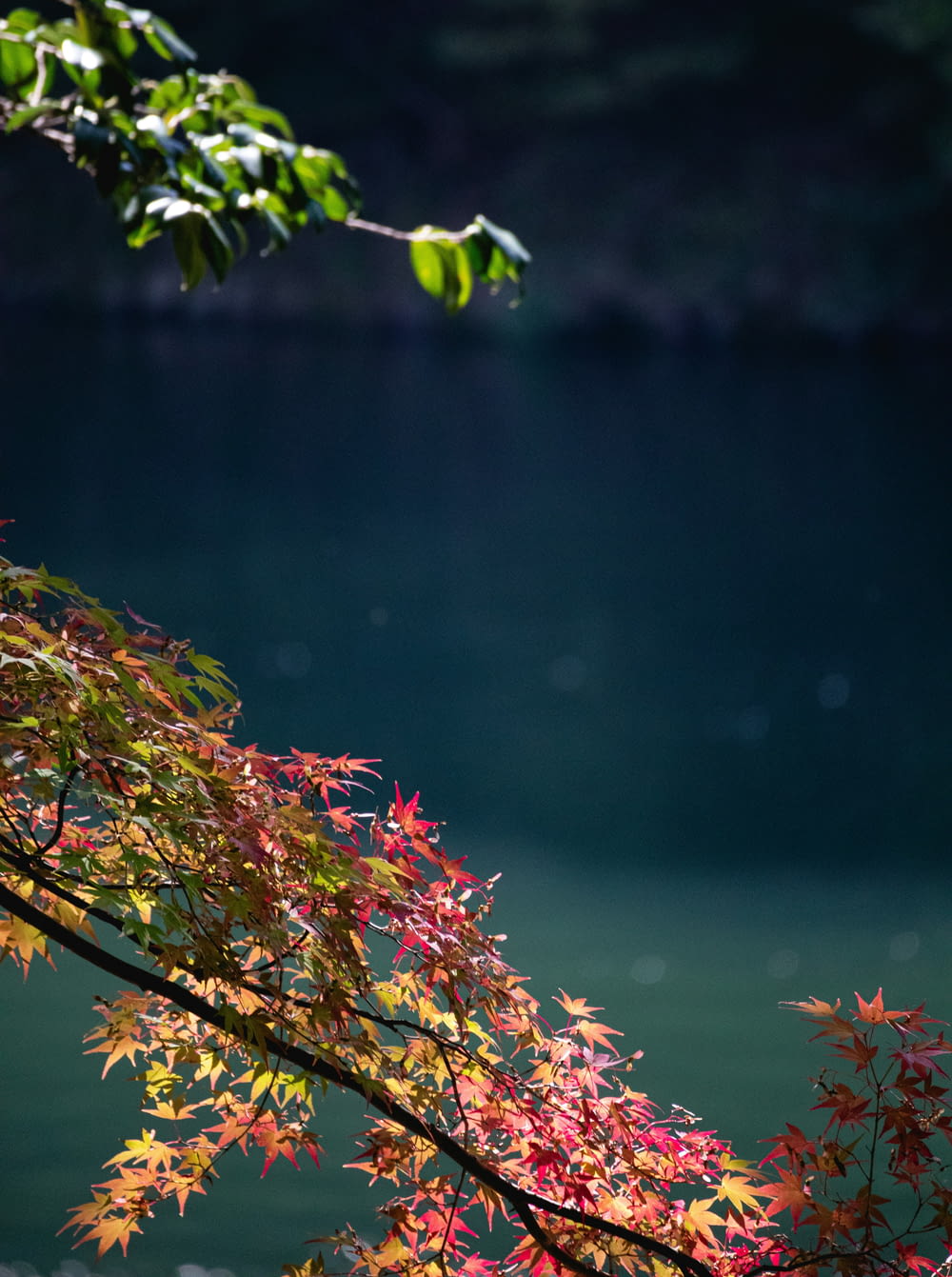 a tree branch with red leaves near a body of water