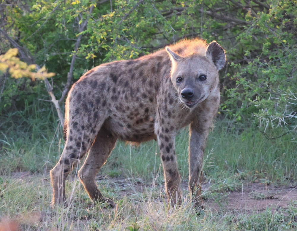 a spotted hyena standing in a field with trees in the background