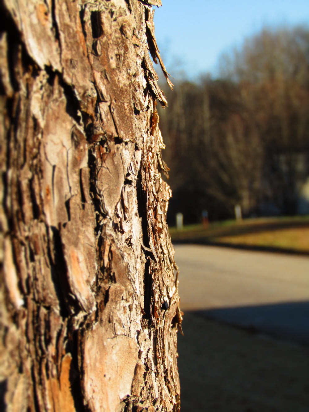 a close up of a tree trunk with a street in the background