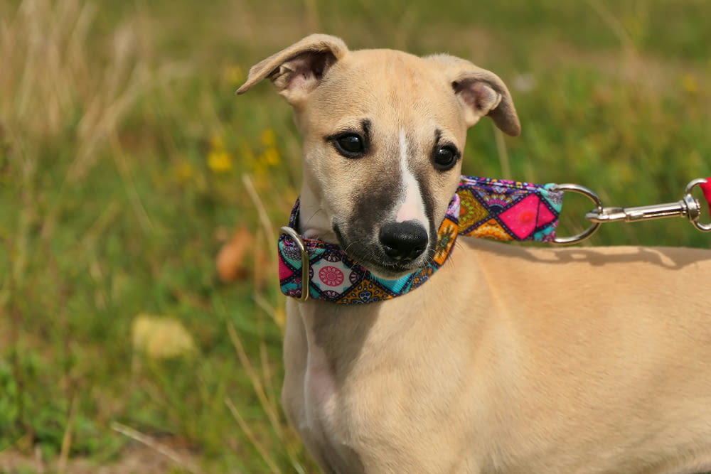 a brown dog wearing a colorful collar and leash