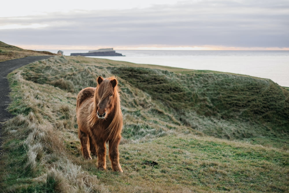un cavallo marrone in piedi sulla cima di una collina coperta d'erba