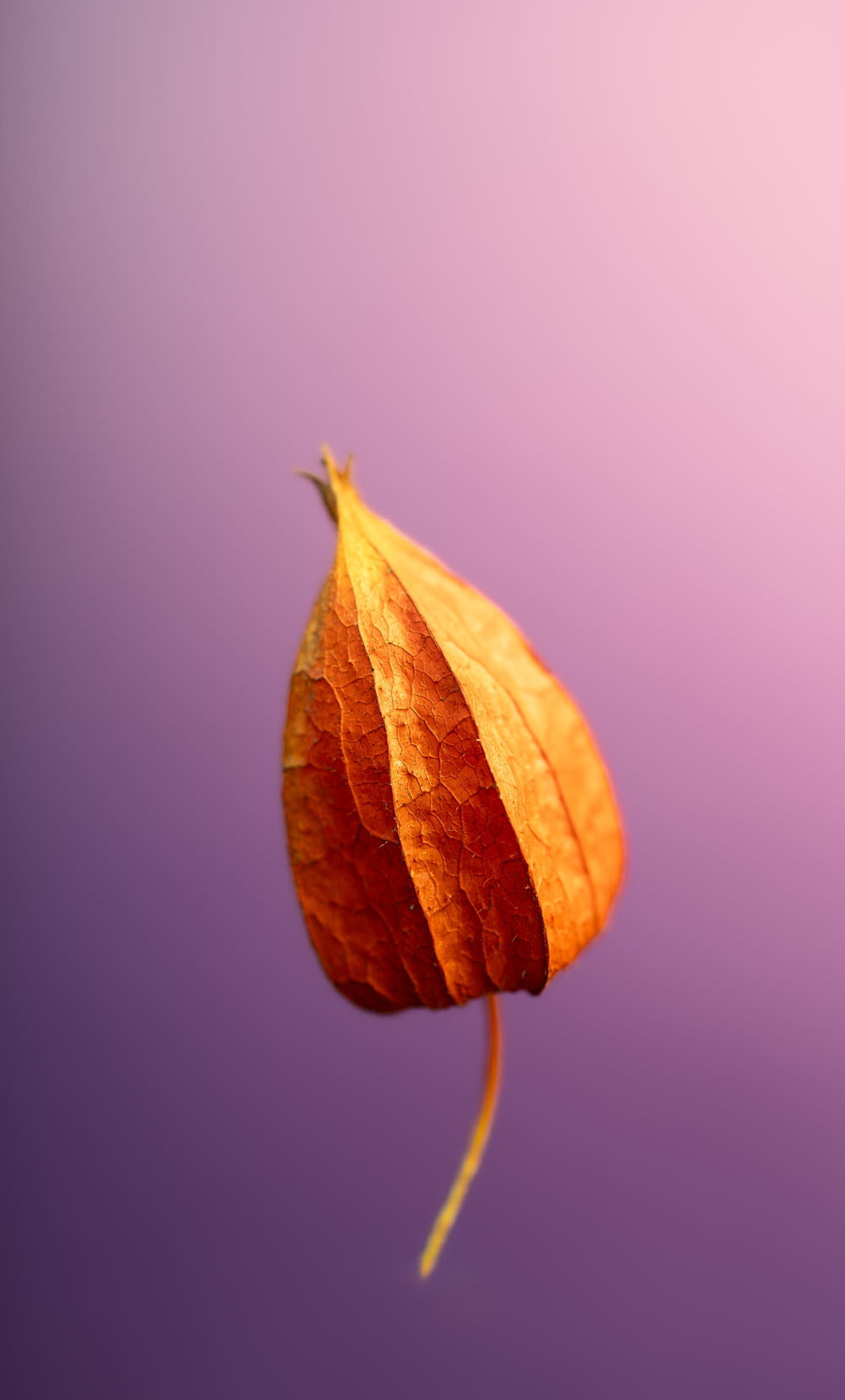 a single orange leaf on a purple background