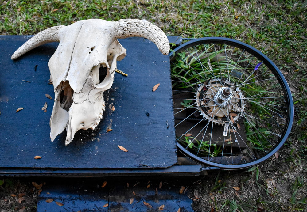 una calavera de toro y una rueda de bicicleta sobre una alfombra azul