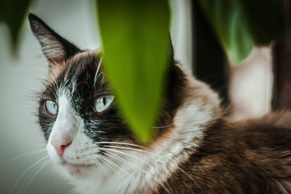 a close up of a cat near a plant