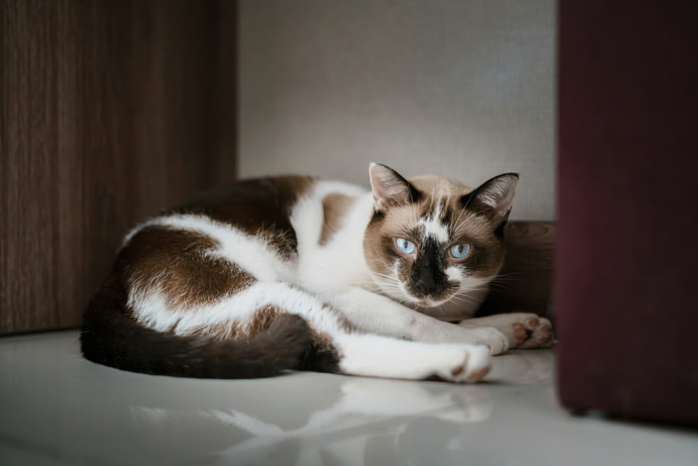 a brown and white cat laying on top of a white floor