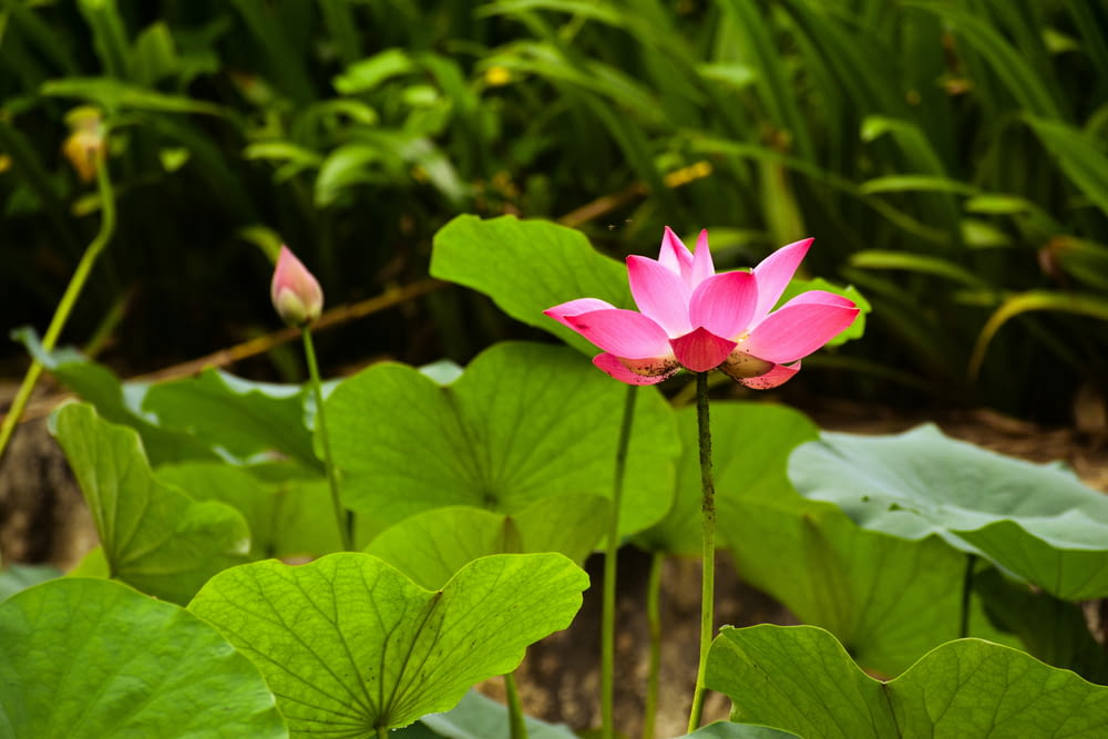 a pink lotus flower in the middle of a field of green leaves