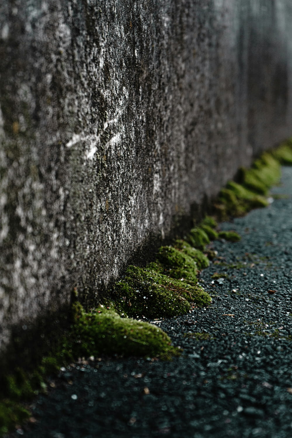 moss growing on the side of a concrete wall
