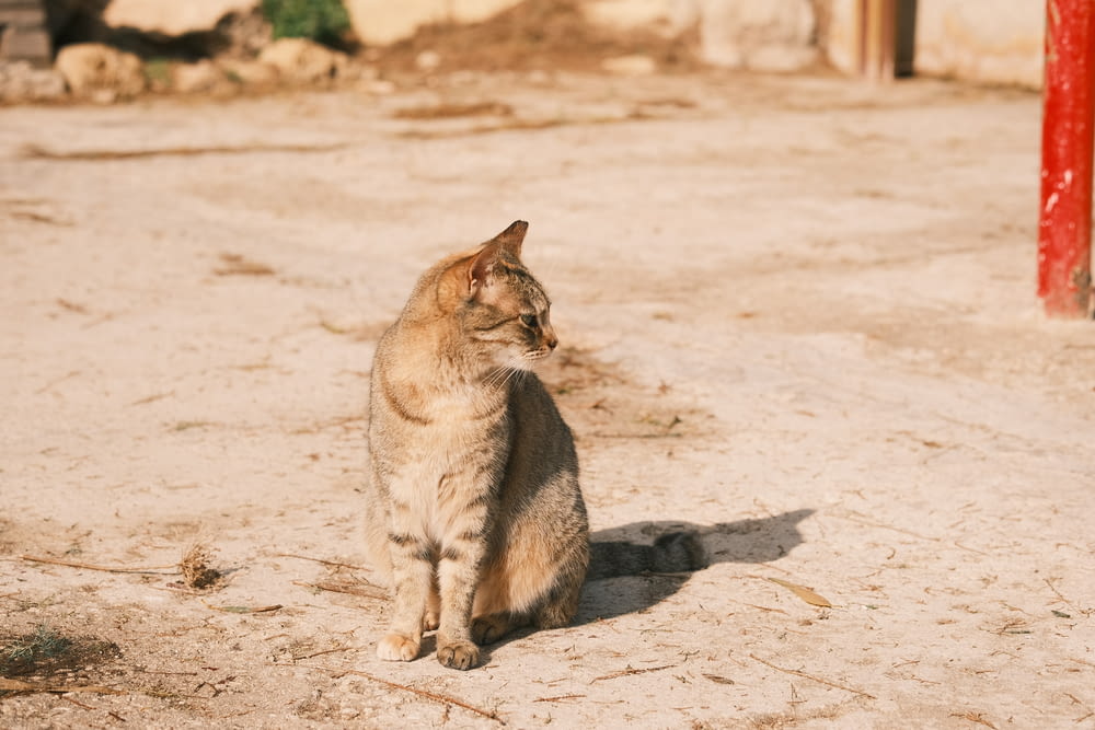 a cat sitting on the ground in the dirt