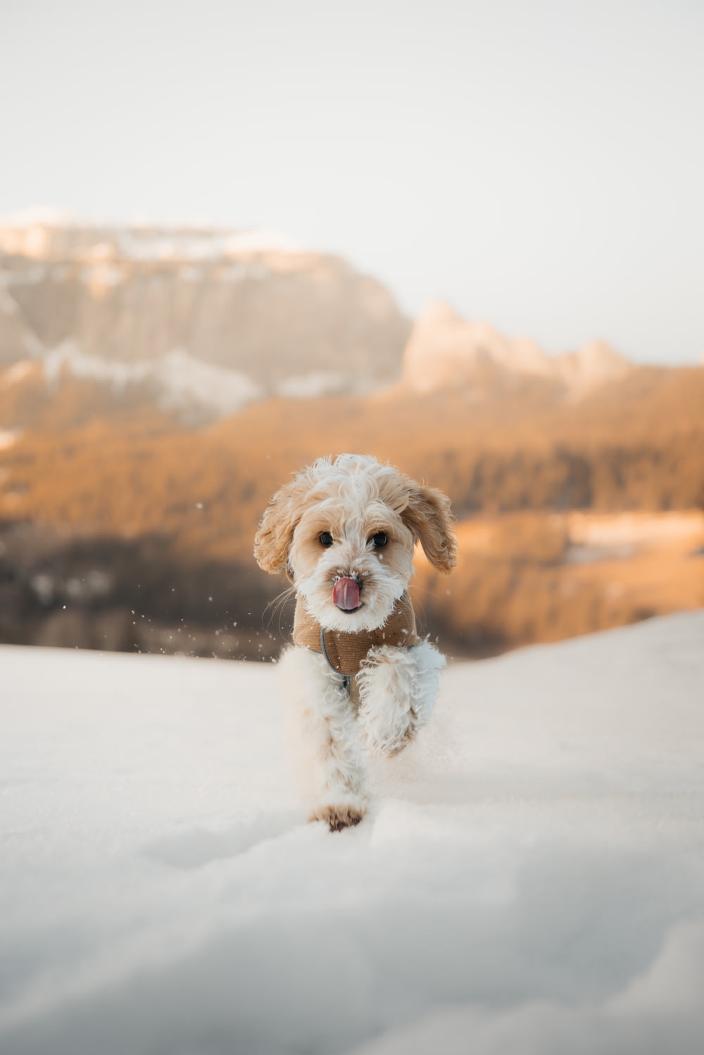a small white dog running through the snow
