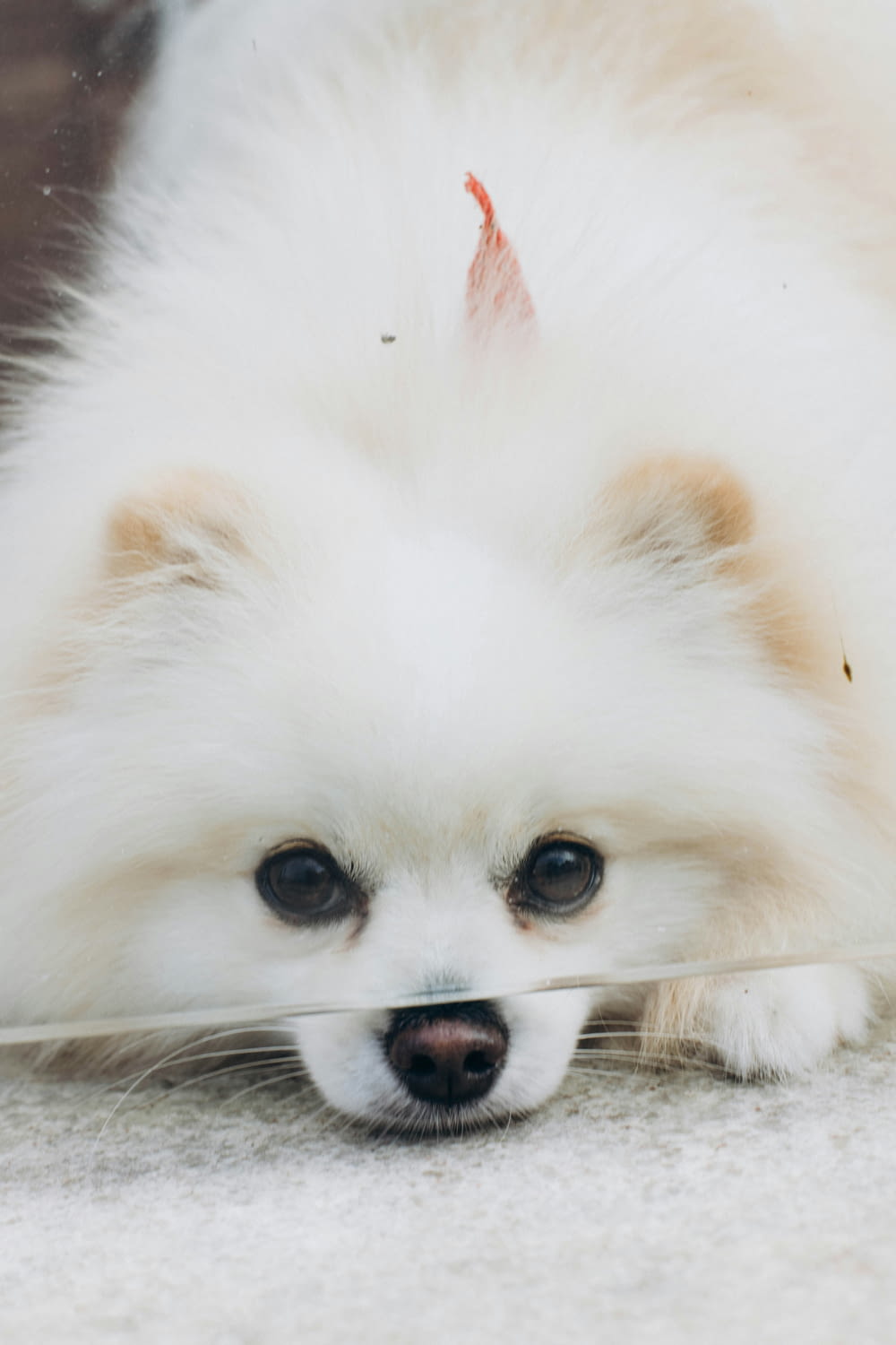 a small white dog laying on the ground