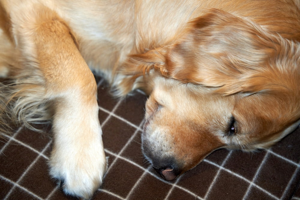 a dog is sleeping on the floor with his head on his paws
