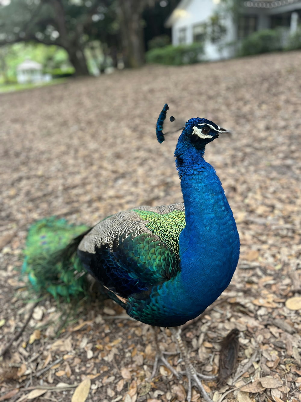 a peacock standing on top of a leaf covered ground