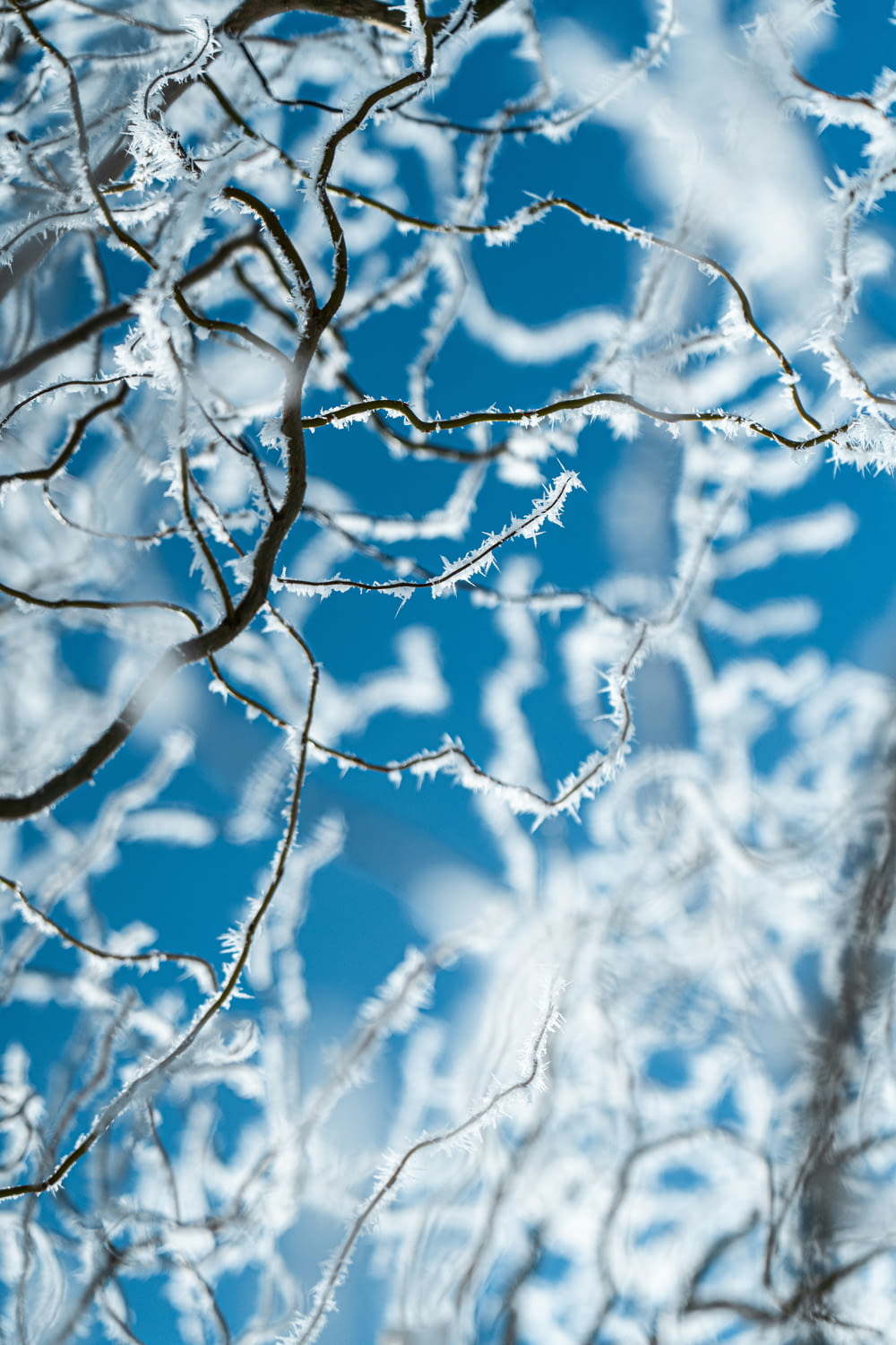 Las ramas de un árbol están cubiertas de hielo