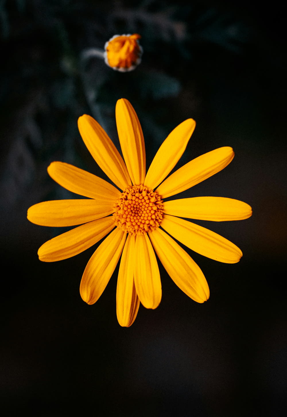 a close up of a yellow flower with a dark background