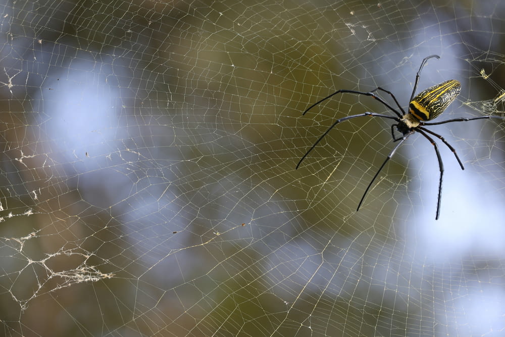 eine gelbe und schwarze Spinne, die auf einem Netz sitzt