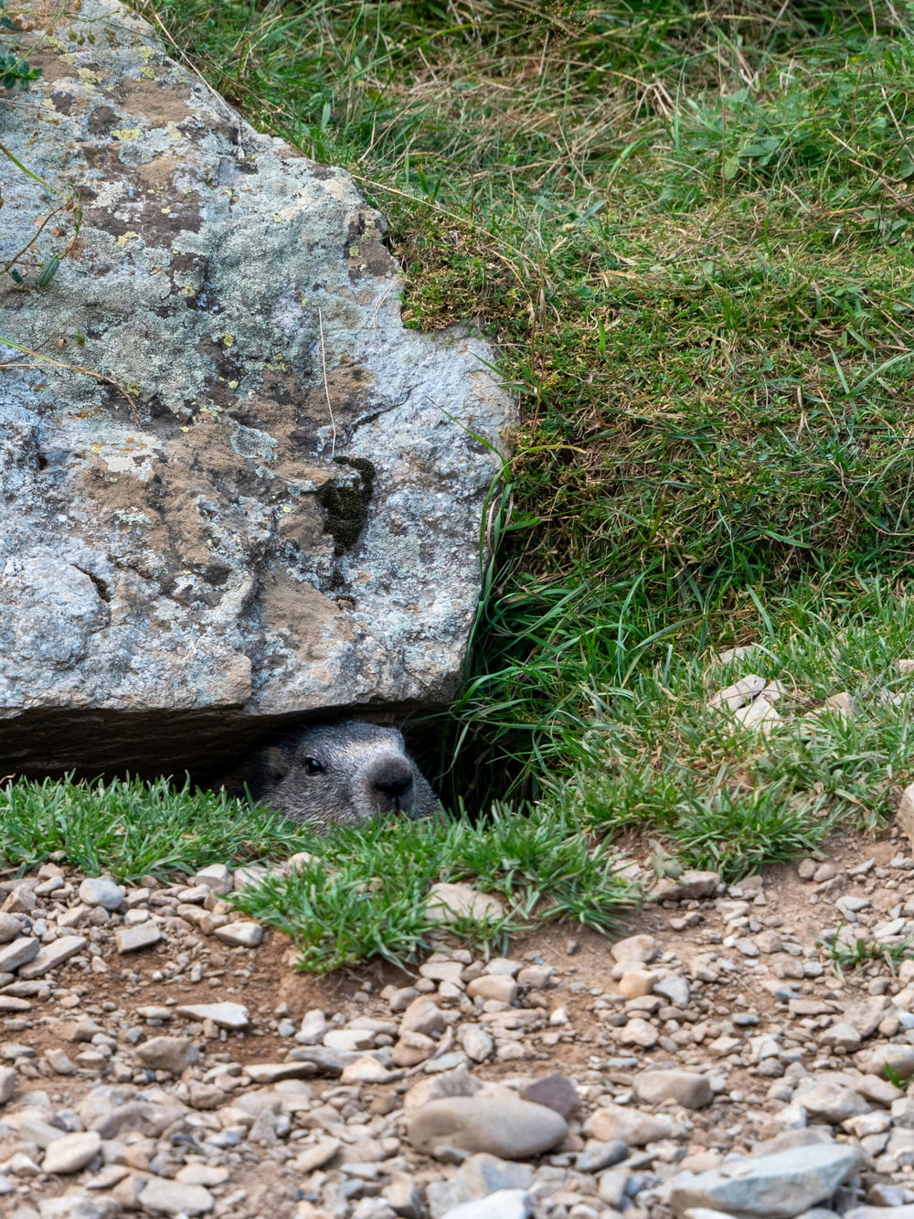 a small animal hiding under a large rock