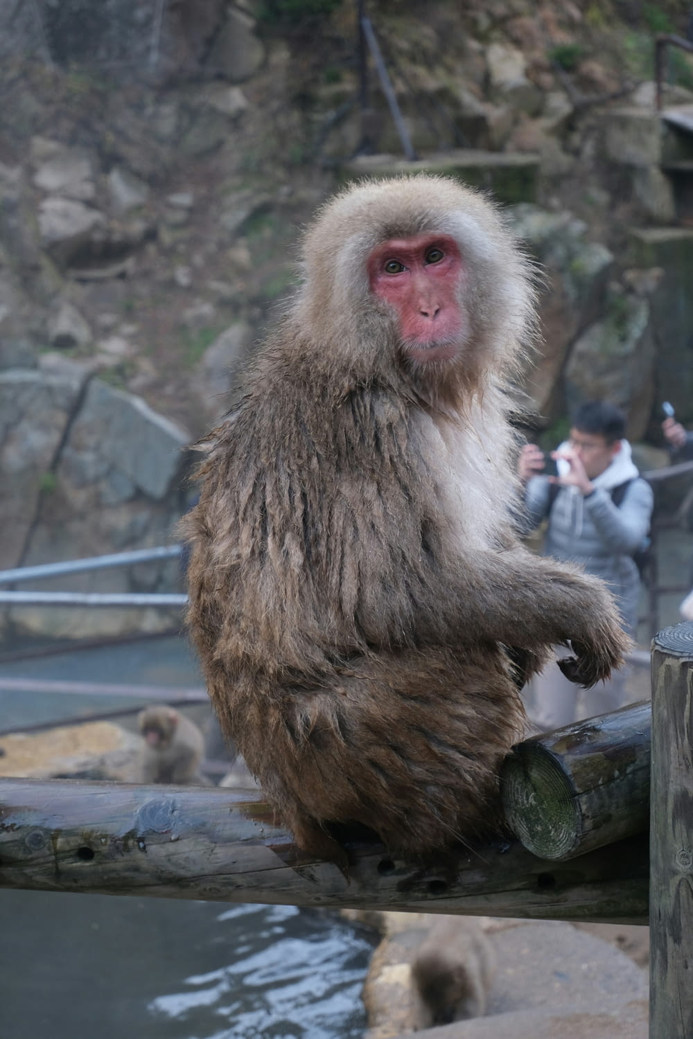 a monkey sitting on a log in a zoo