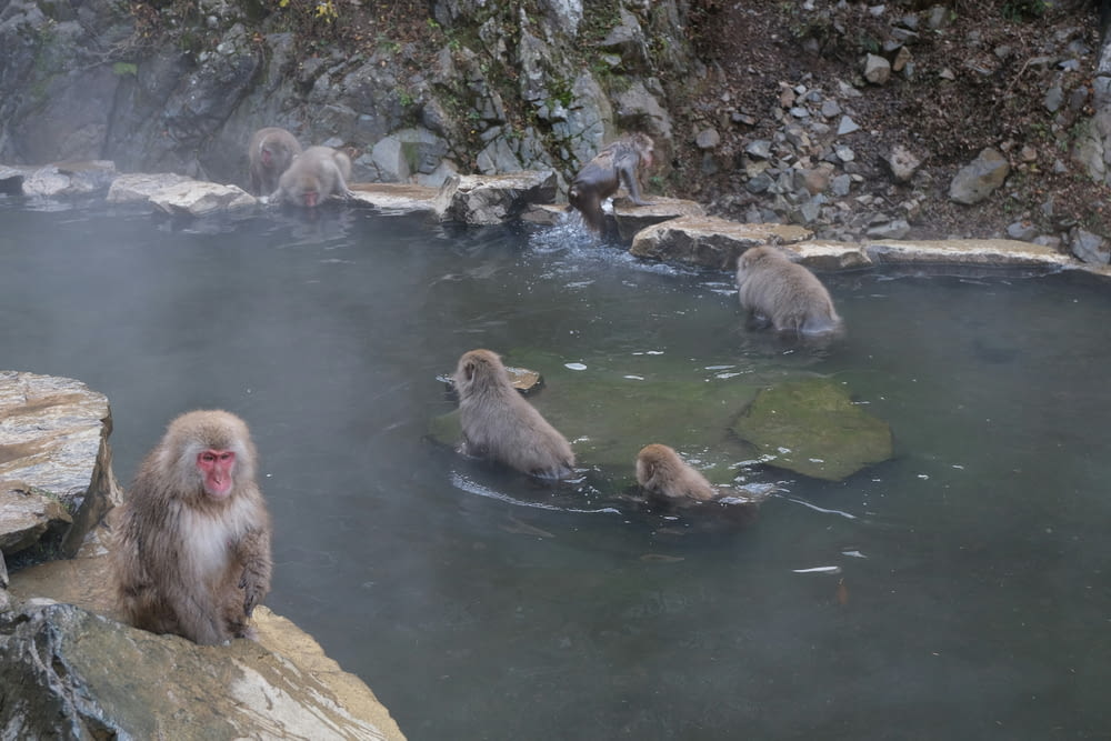 a group of monkeys sitting in a hot spring