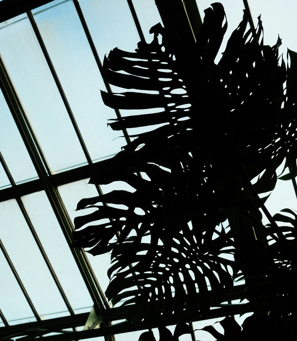 a palm tree casts a shadow on a glass wall