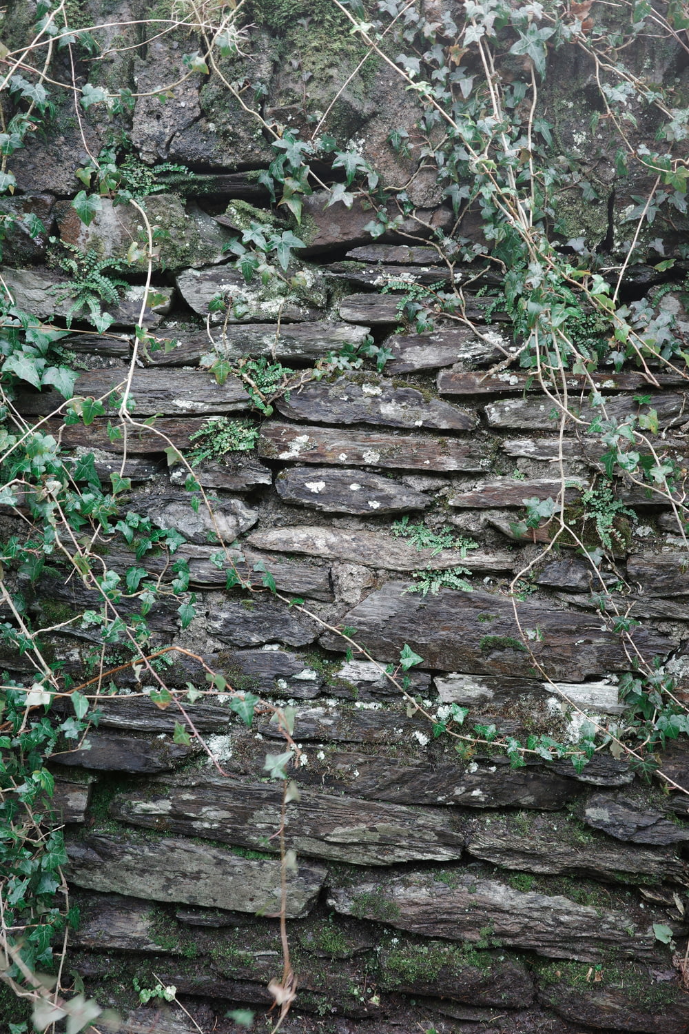 a stone wall with ivy growing on it