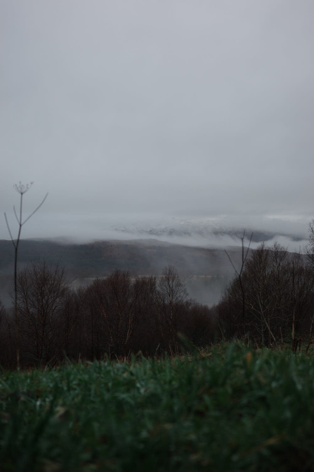 a foggy landscape with trees and a hill in the distance
