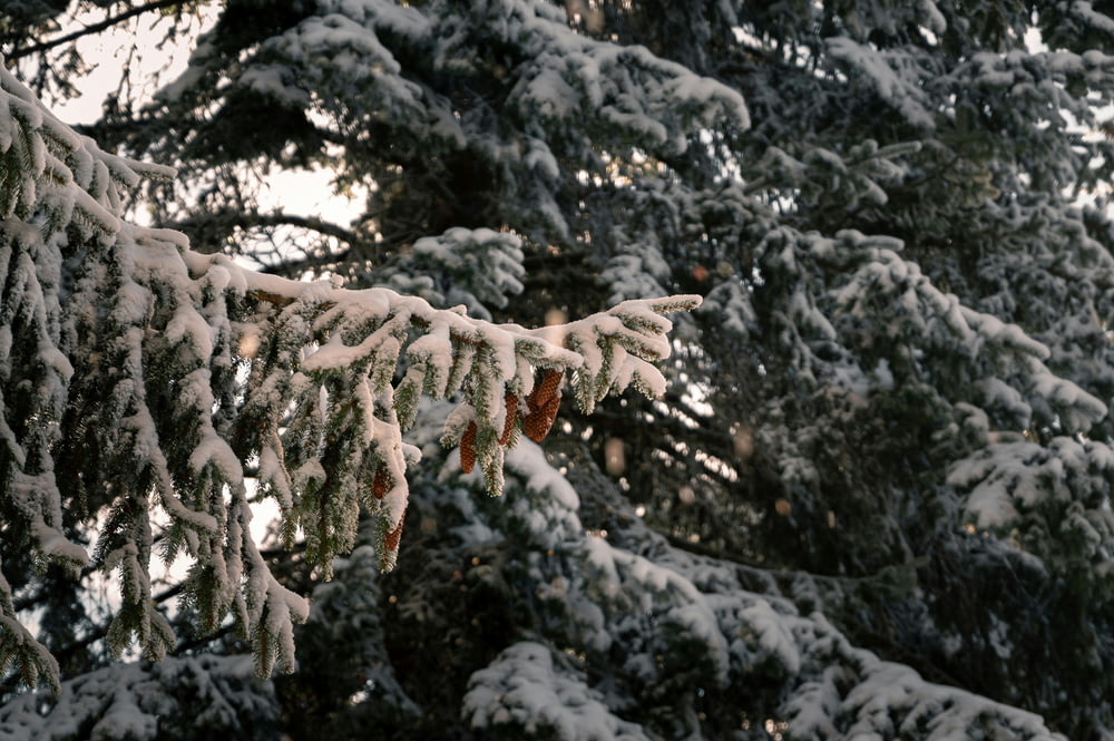 a pine tree covered in snow with lots of branches