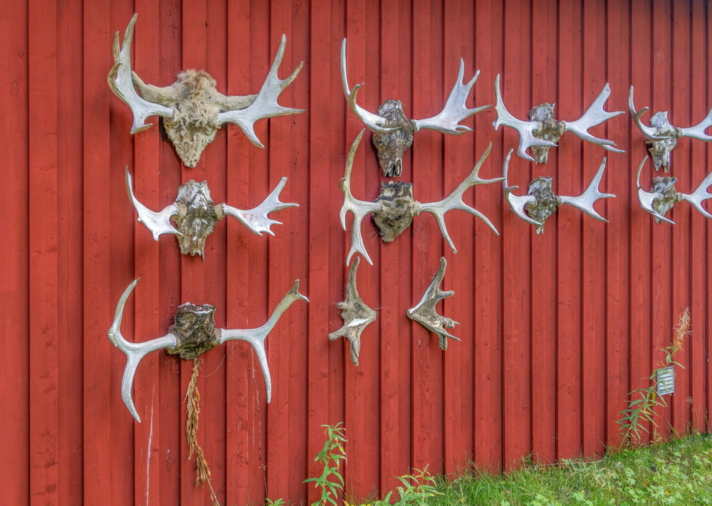 a bunch of antlers mounted to a red wall