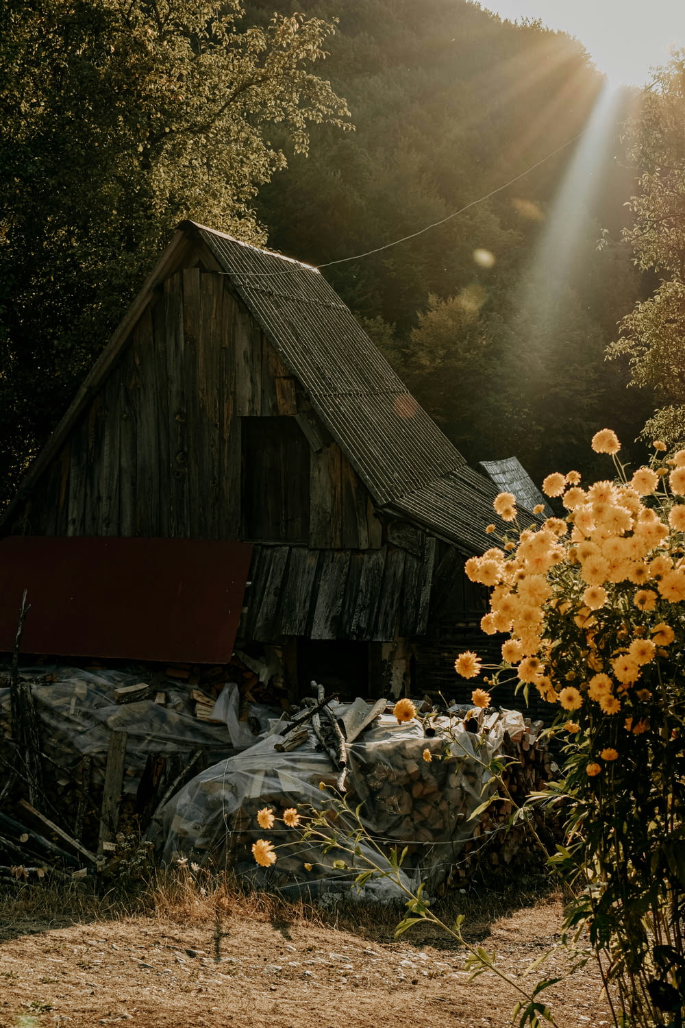 a barn in the woods with yellow flowers in the foreground