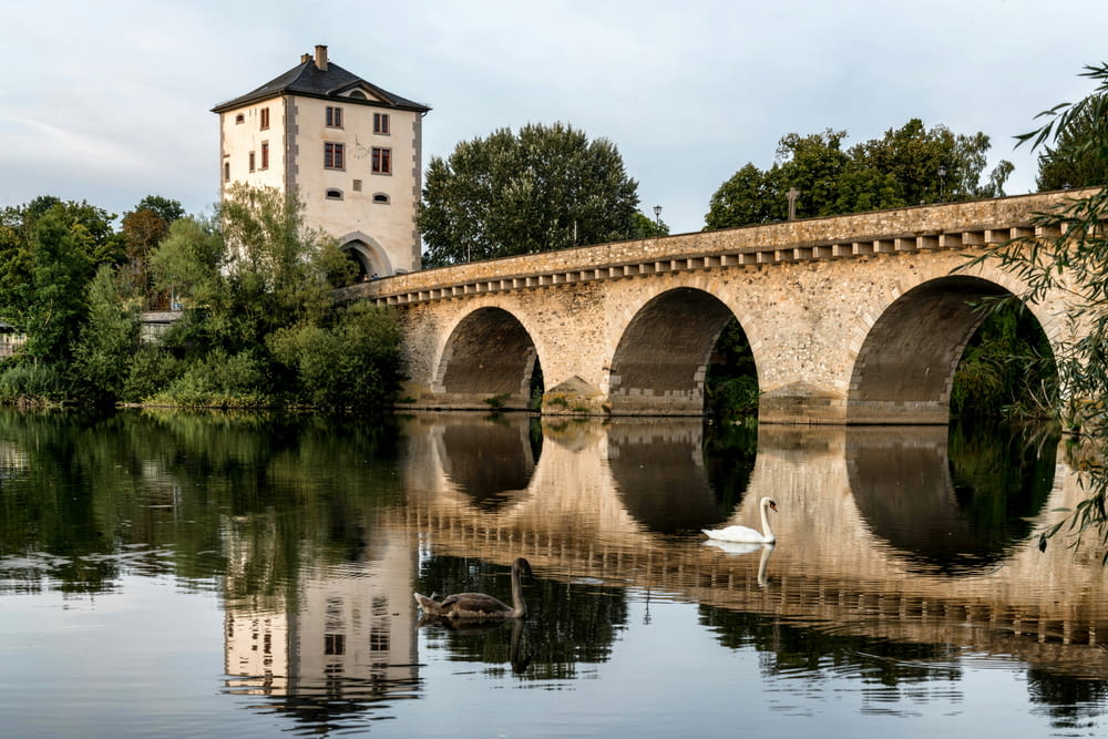 a swan is swimming in the water near a bridge