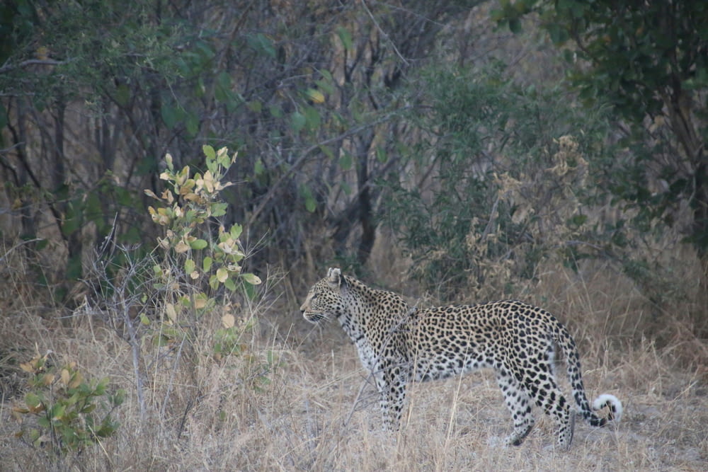 a leopard standing in the middle of a field