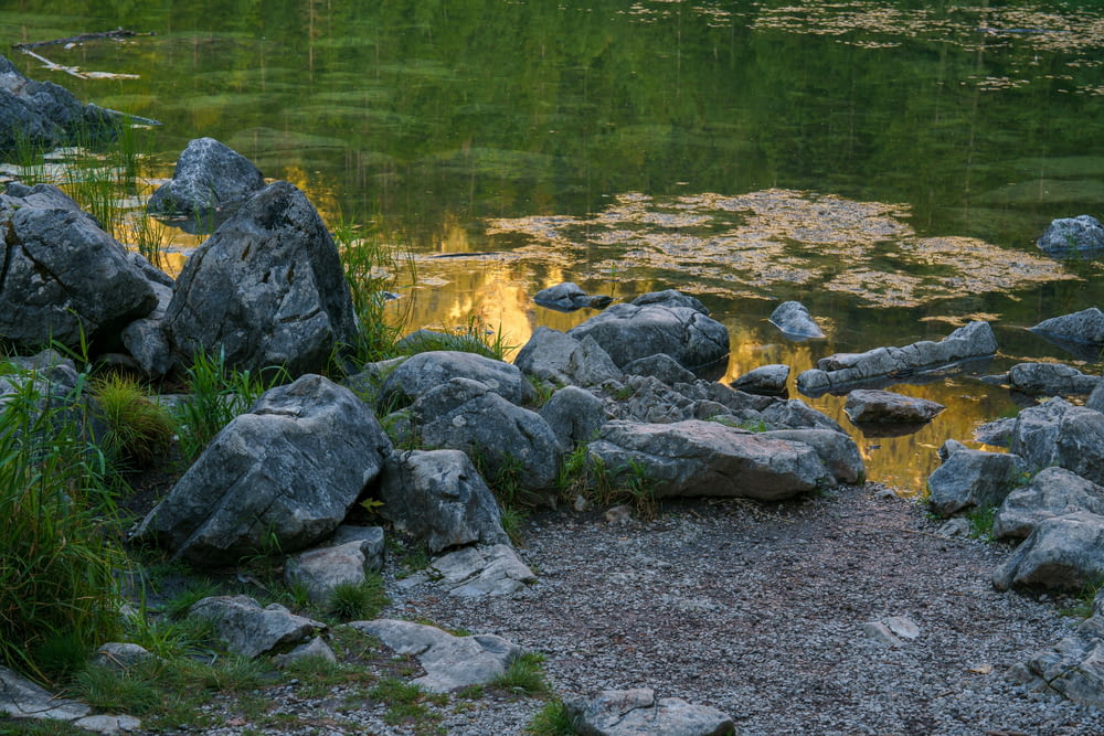 un étang avec des rochers et des plantes au premier plan