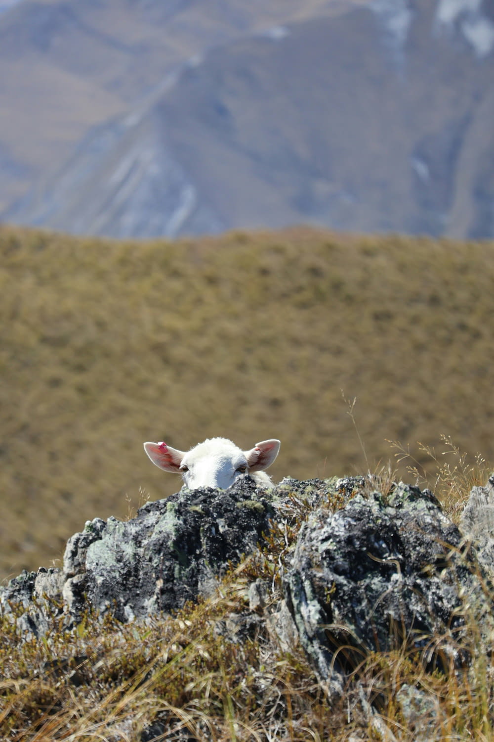 a sheep laying on top of a grass covered hillside