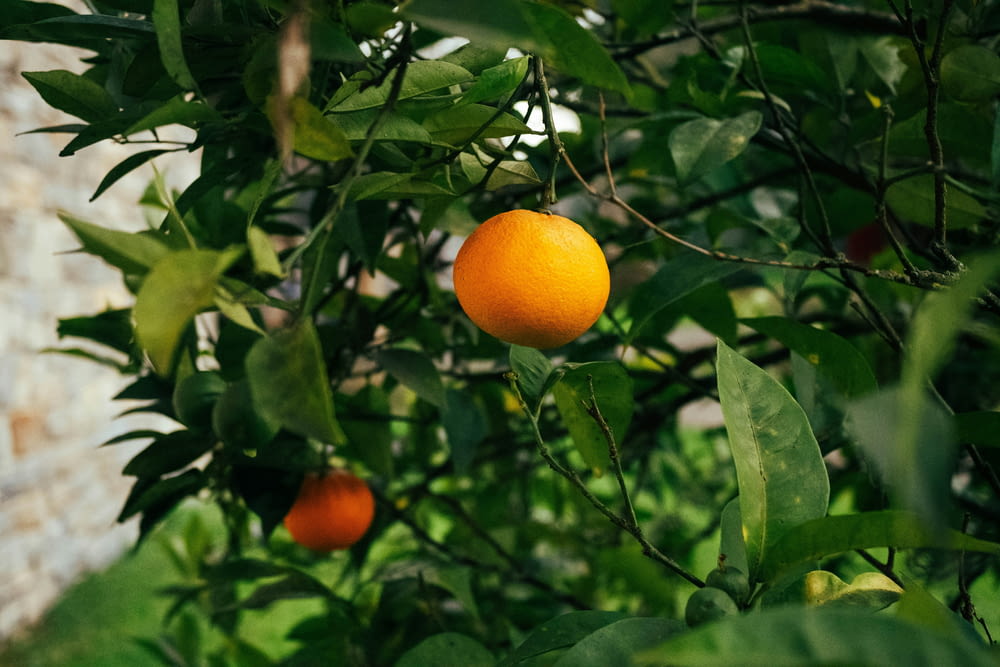 two oranges hanging from a tree with leaves