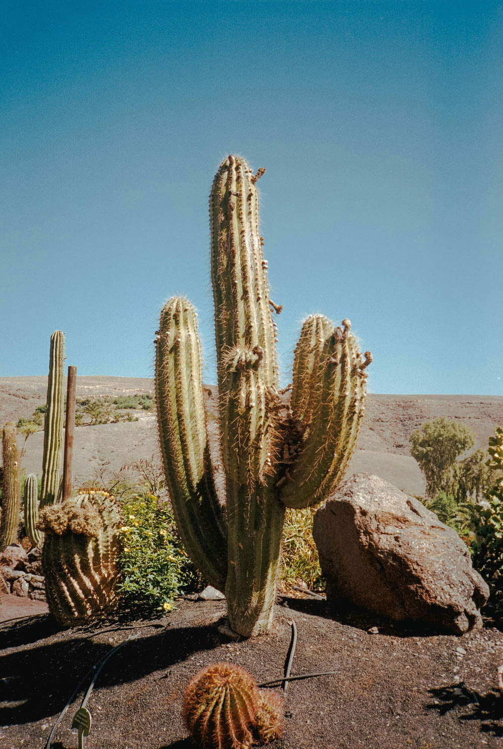a group of cactus plants in a desert setting