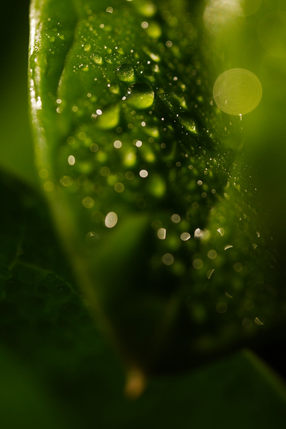 a close up of a green leaf with water droplets