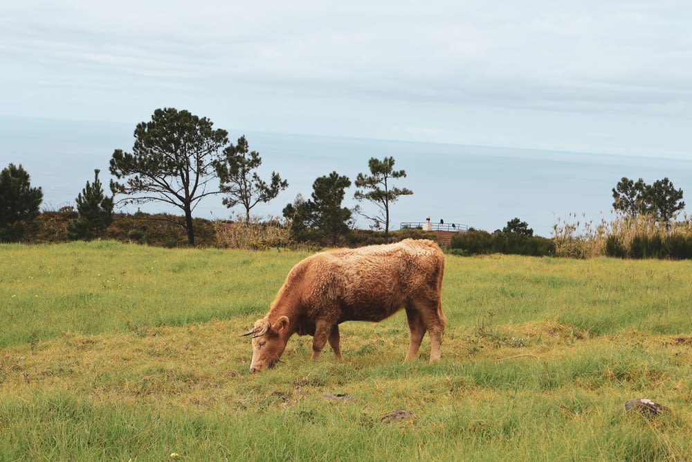 a brown cow grazing on a lush green field