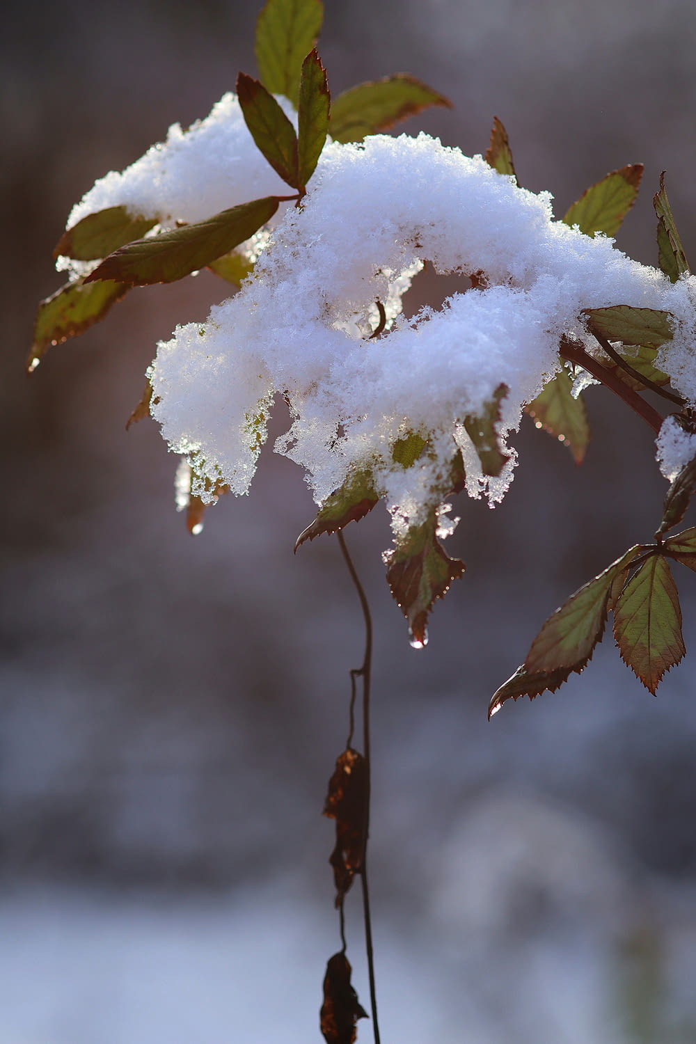 a branch with snow on it and some leaves