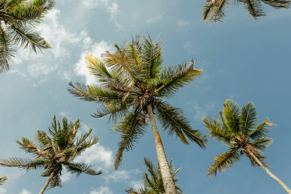 un gruppo di palme con un cielo azzurro sullo sfondo