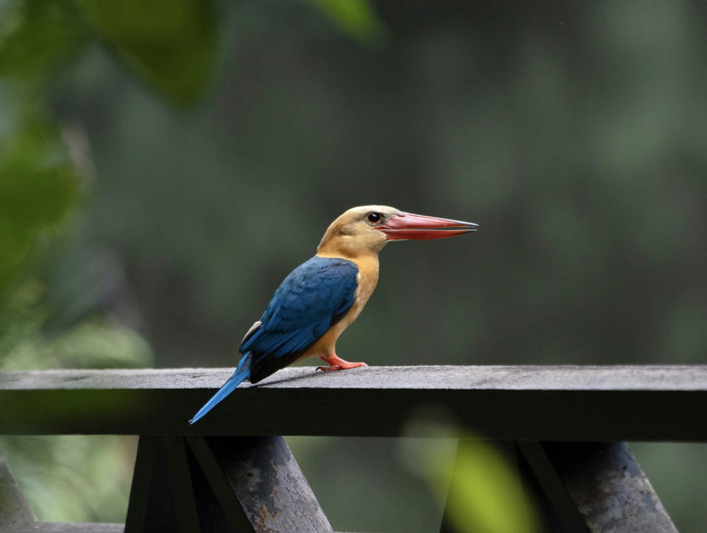a colorful bird sitting on top of a wooden bench