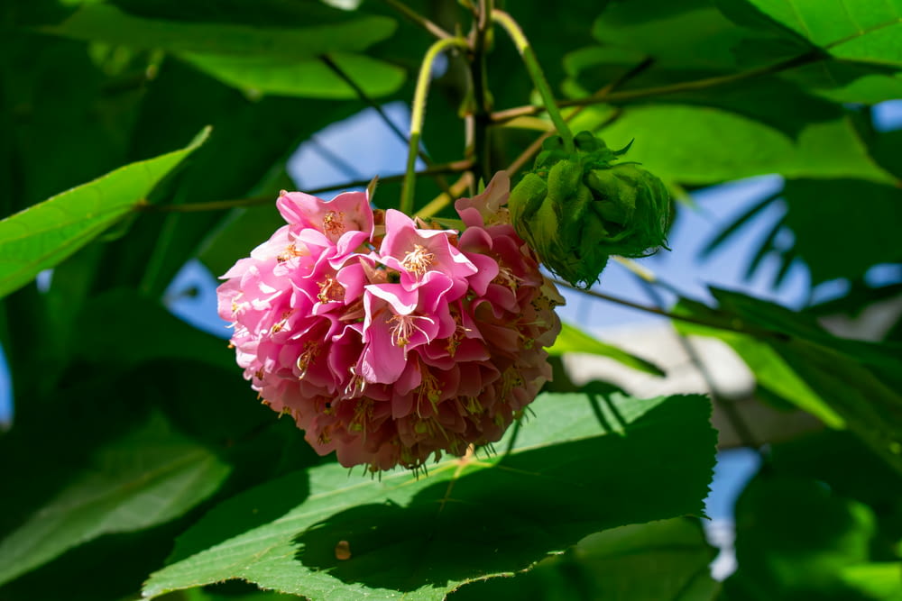 a pink flower on a tree branch with green leaves