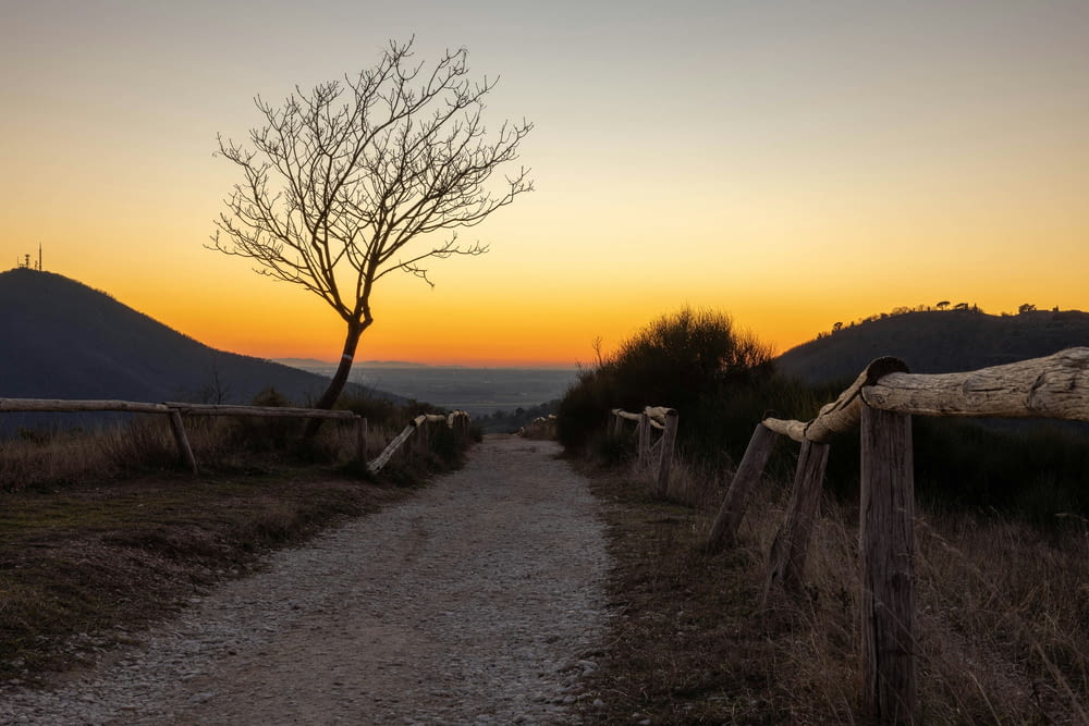 a dirt path leading to a tree with a sunset in the background