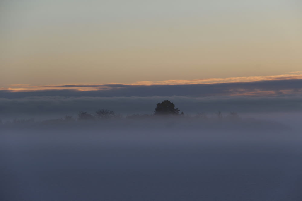a foggy landscape with a lone tree in the distance