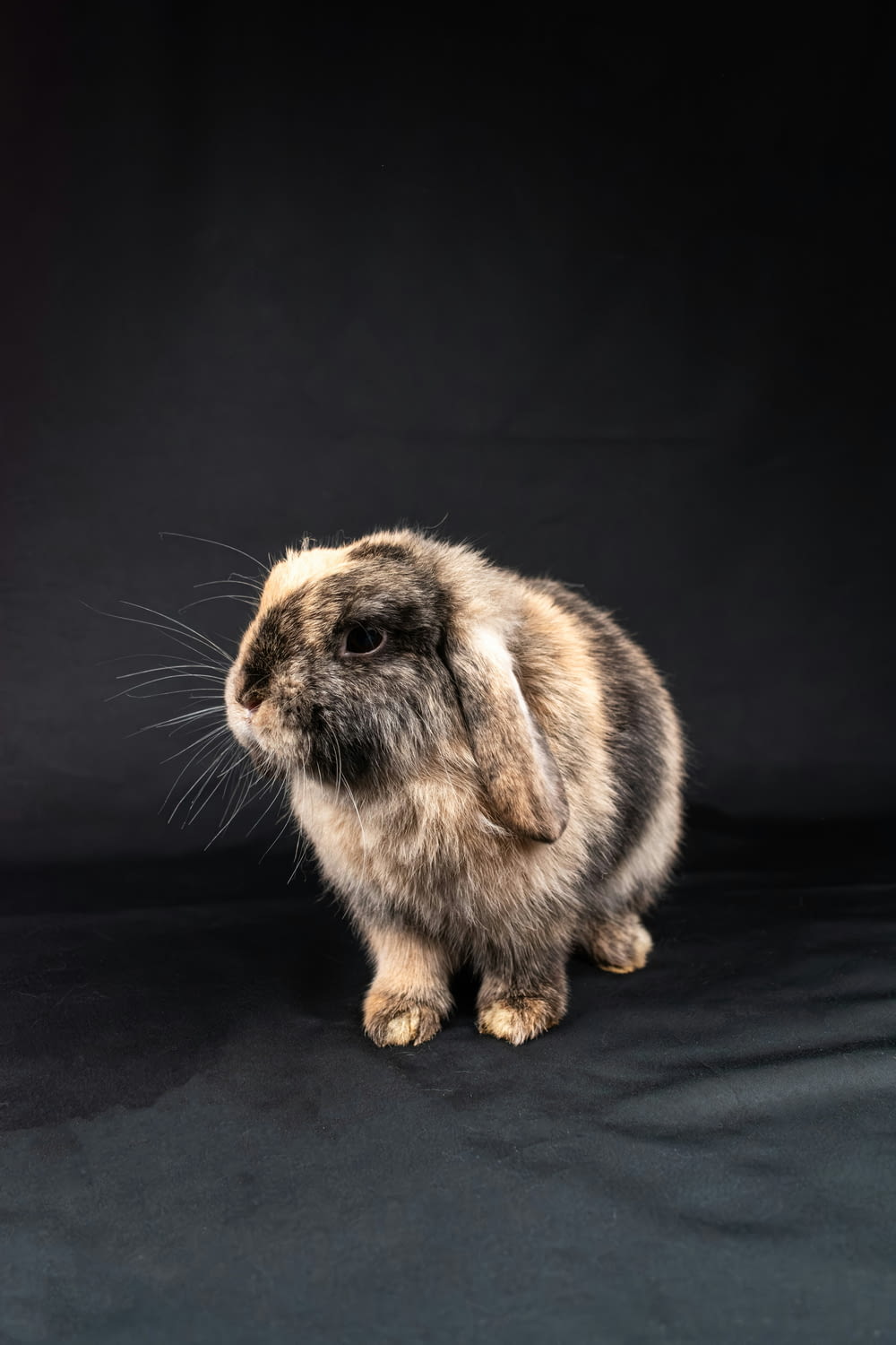 a brown and white rabbit on a black background