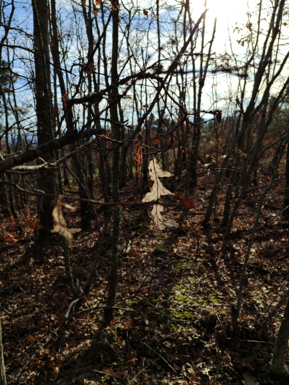 森の中の枯れ木の束